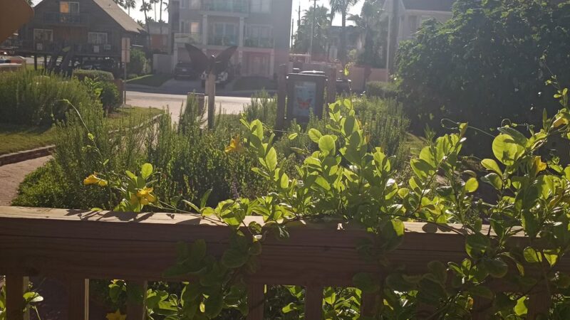 Butterfly Park - South Padre Island, TX