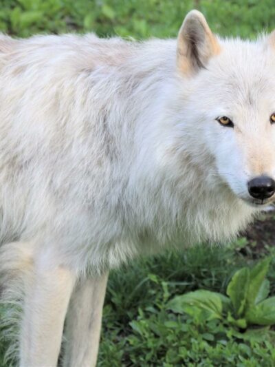 Wolf Conservation Center - South Salem, NY