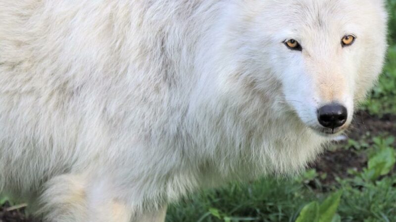 Wolf Conservation Center - South Salem, NY