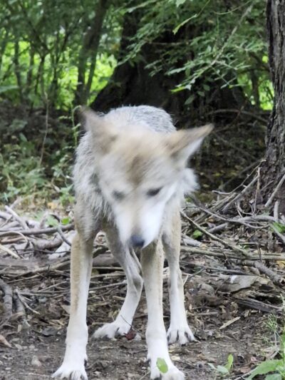 Wolf Conservation Center - South Salem, NY