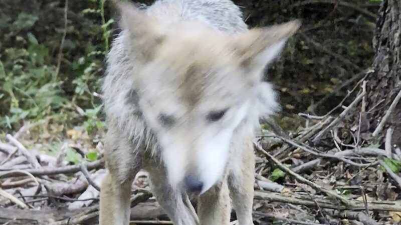Wolf Conservation Center - South Salem, NY
