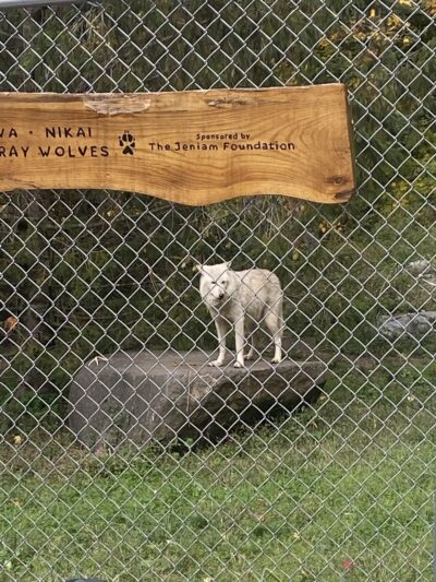 Wolf Conservation Center - South Salem, NY