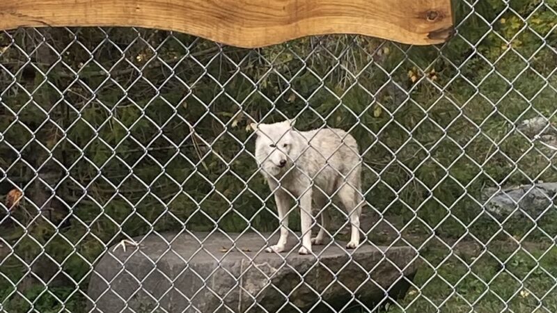 Wolf Conservation Center - South Salem, NY