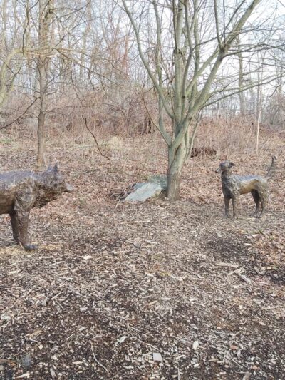 Wolf Conservation Center - South Salem, NY