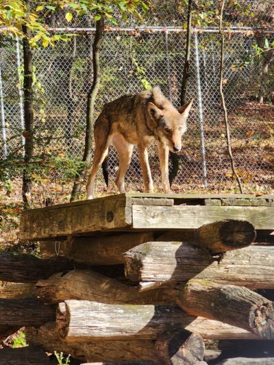 Wolf Conservation Center - South Salem, NY