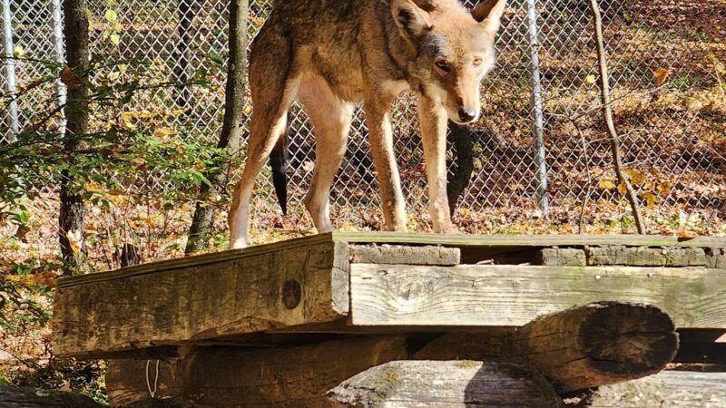Wolf Conservation Center - South Salem, NY