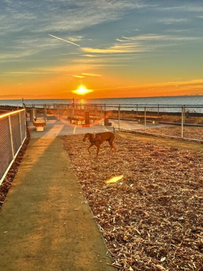 Oyster Point Dog Park - South San Francisco, CA