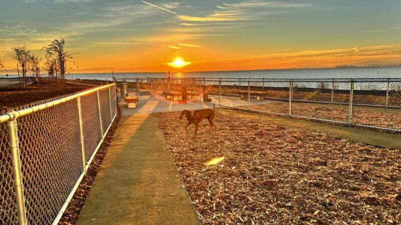 Oyster Point Dog Park - South San Francisco, CA
