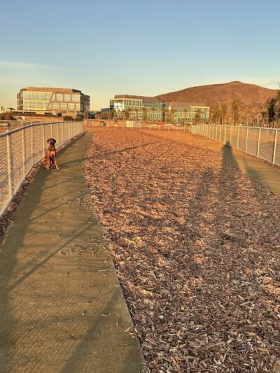 Oyster Point Dog Park - South San Francisco, CA