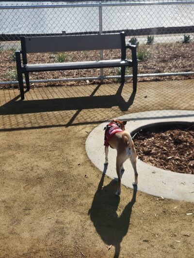 Oyster Point Dog Park - South San Francisco, CA