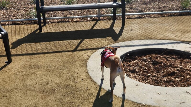 Oyster Point Dog Park - South San Francisco, CA