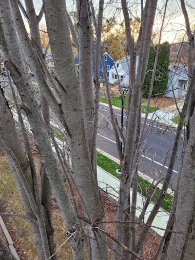 Spruce Park - South St Paul, MN