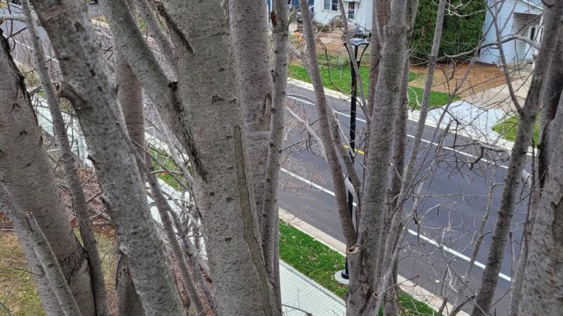 Spruce Park - South St Paul, MN