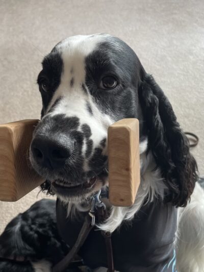 St Paul Dog Training Club - South St Paul, MN