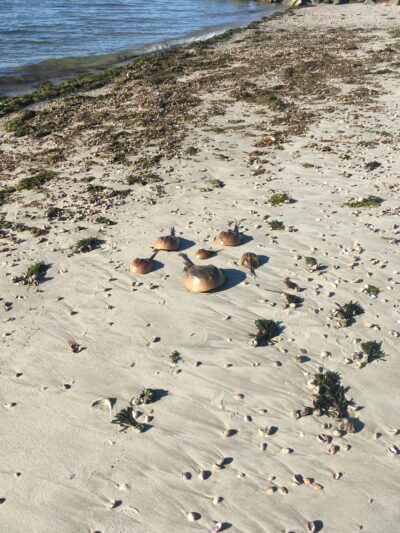 Thacher Town Park Beach - South Yarmouth, MA