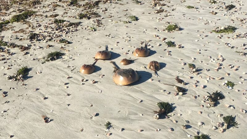 Thacher Town Park Beach - South Yarmouth, MA