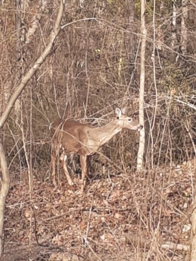 Tamanend Park Disc Golf Course - Southampton, PA
