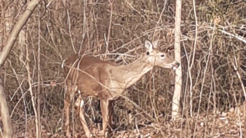 Tamanend Park Disc Golf Course - Southampton, PA