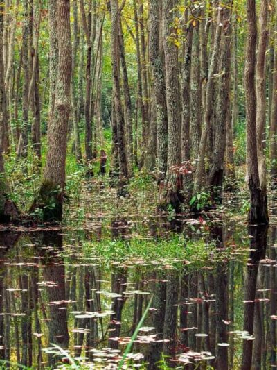 Reservoir Park - Southern Pines, NC