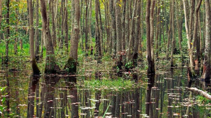 Reservoir Park - Southern Pines, NC