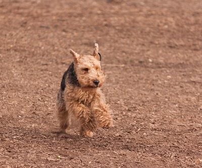 Tie Fork Dog Park - Spanish Fork, UT