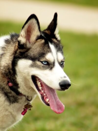 Tie Fork Dog Park - Spanish Fork, UT