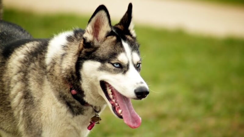 Tie Fork Dog Park - Spanish Fork, UT
