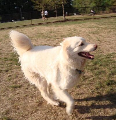 Tie Fork Dog Park - Spanish Fork, UT