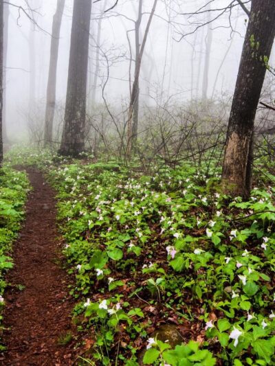 Sparta Mountain WMA - Sparta, NJ