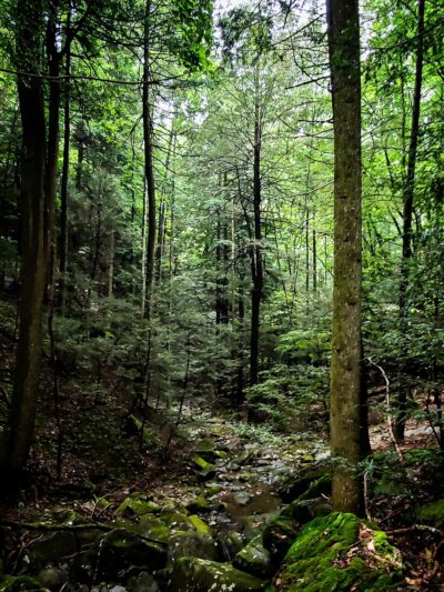 Dog Cove Recreation Area - Sparta, TN