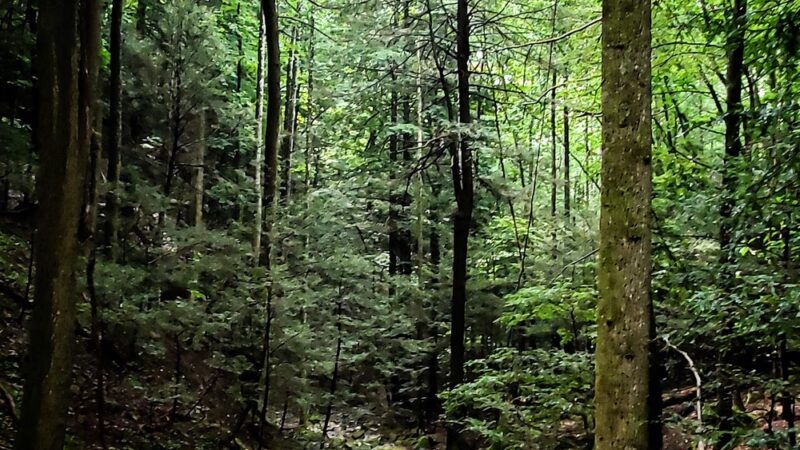 Dog Cove Recreation Area - Sparta, TN