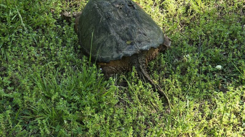 Mack Taylor Park - Sperry, OK