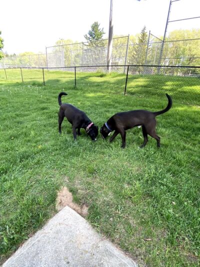 Marv's Bark Park - Dog Park - Spring Lake, MI