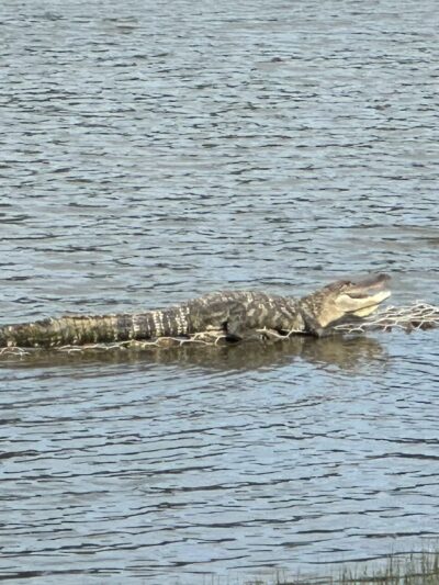 Lake at Springwoods Village Nature Preserve - Spring, TX