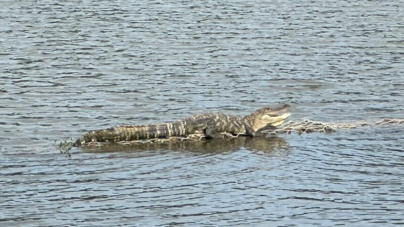 Lake at Springwoods Village Nature Preserve - Spring, TX