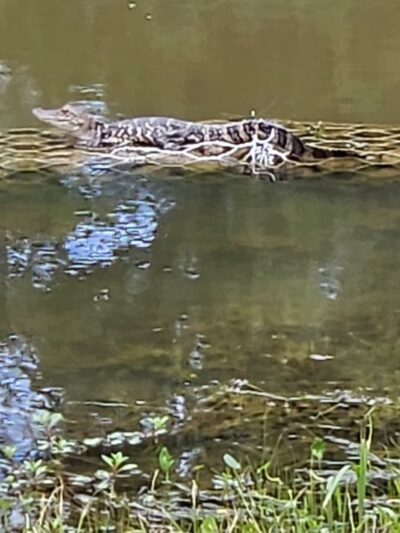 Lake at Springwoods Village Nature Preserve - Spring, TX