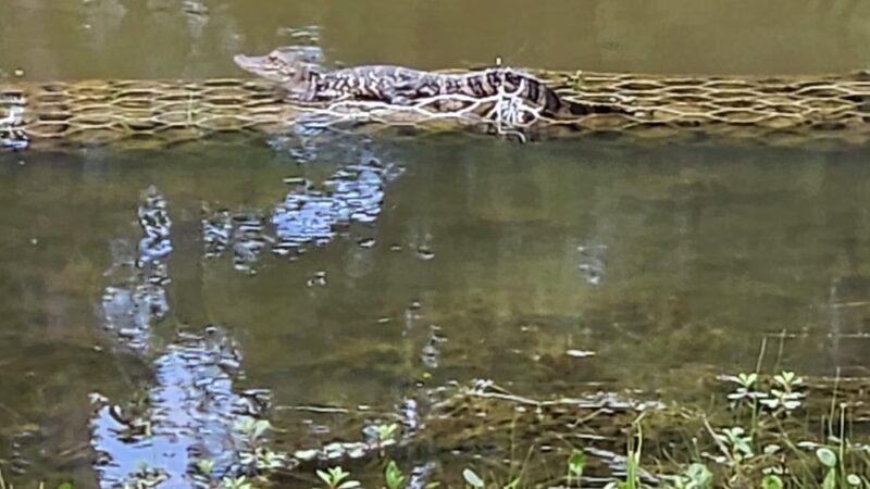 Lake at Springwoods Village Nature Preserve - Spring, TX