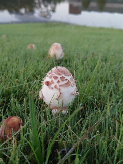 Park - Spring, TX