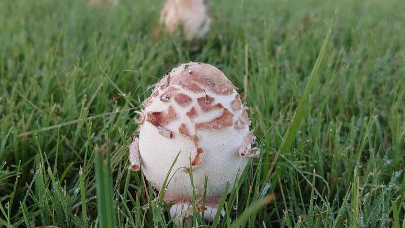 Park - Spring, TX