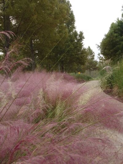 Park - Spring, TX