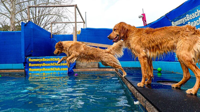Rummy's Beach Club - Spring, TX