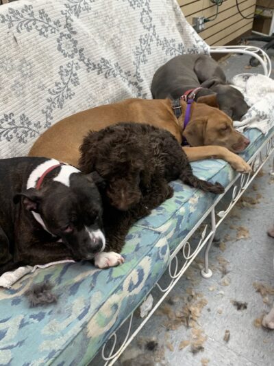 Pampered Paws Hotel and Spa - Spring Valley, NY