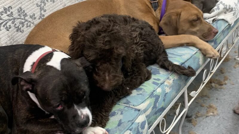 Pampered Paws Hotel and Spa - Spring Valley, NY