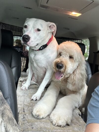 Pampered Paws Hotel and Spa - Spring Valley, NY