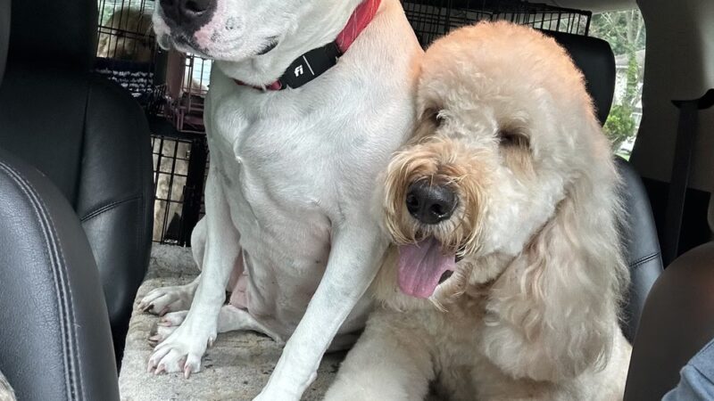 Pampered Paws Hotel and Spa - Spring Valley, NY