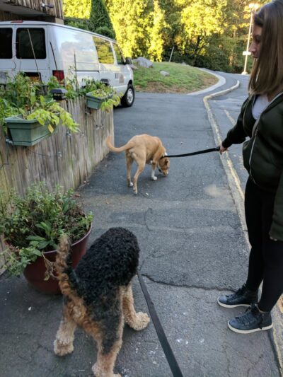 Pampered Paws Hotel and Spa - Spring Valley, NY