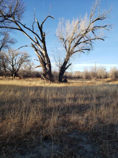 Springer Park - Springer, NM