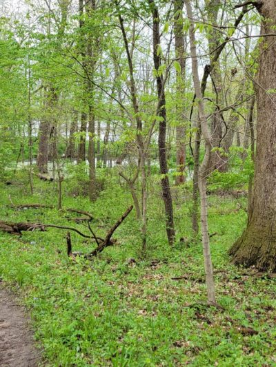 Lick Creek Preserve Hiking and Bike Trail - Springfield, IL
