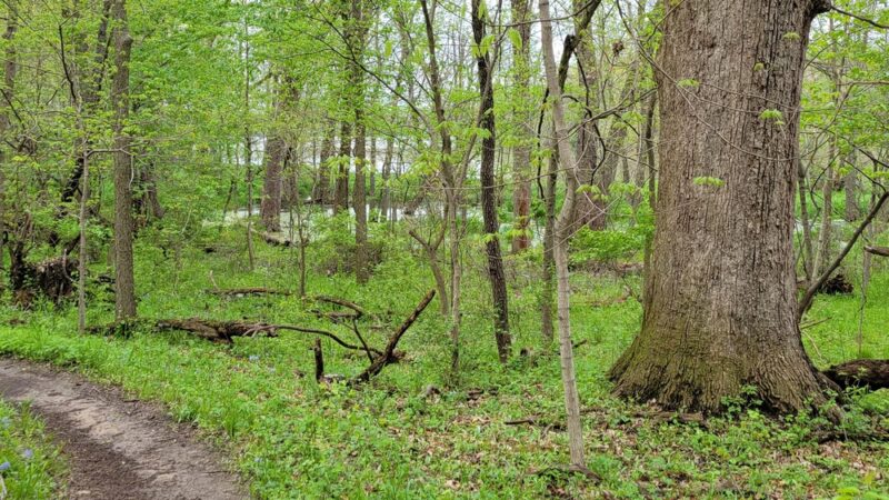 Lick Creek Preserve Hiking and Bike Trail - Springfield, IL
