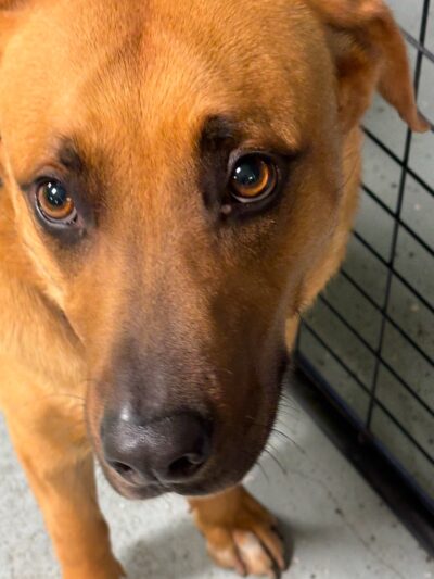 Daragan's Dog Care - Springfield, MA